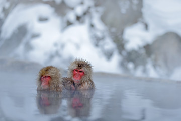 Monkey Japanese macaque, Macaca fuscata, family with baby in the water, red face portrait in the cold water with fog, two animal in the nature habitat, Hokkaido, Japan
