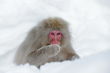 Monkey Japanese macaque, Macaca fuscata, sitting on the snow, Hokkaido, Japan