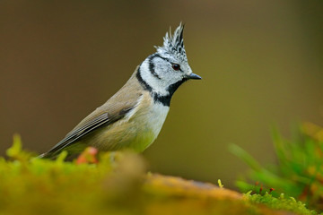 Crested Tit, cute songbird with grey crest sitting on beautiful yellow lichen branch with clear green background, nature habitat, France