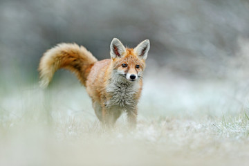Hunting Red Fox in snow winter