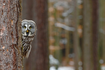Obraz premium Great grey owl, Strix nebulosa, hidden of tree trunk in the winter forest, portrait with yellow eyes