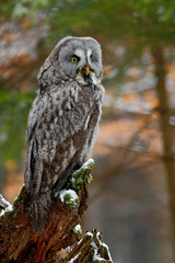 Great grey owl, Strix nebulosa, sitting on broken down tree stump with green forest in background