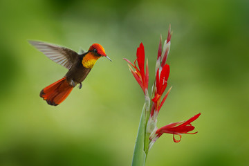Red and yellow Ruby-Topaz Hummingbird, Chrysolampis mosquitus, flying next to beautiful red flower...