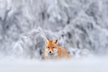 Hunting Red Fox in snow winter