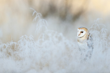 Bird Barn Owl, Tyto alba, sitting on the rime white grass in the winter morning light sun