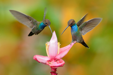 Fototapeta na wymiar White-tailed Hillstar, Urochroa bougueri, two hummingbirds in flight on the ping flower, green and yellow background, two feeding birds in the nature habitat, Montezuma, Colombia