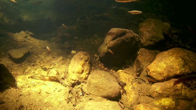 school of fish Striped rasbora (Rasbora daniconius) over a rocky bottom, Sinharaja, Sri Lanka, South Asia
