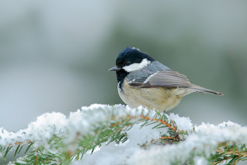 Obraz na płótnie Canvas Coal Tit, songbird on snowy spruce tree branch with snow, winter scene