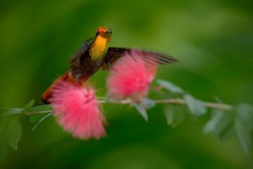 Beautiful Ruby-Topaz Hummingbird from Tobago flying next to beautiful pink flower, clear green background © ondrejprosicky