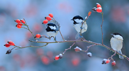 Obraz premium Three Songbirds, Great Tit and Coal Tit, on snowy wild rose branch