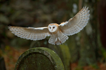 Fototapeta premium Barn owl with nice wings landing on headstone