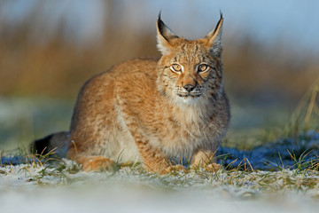 Fototapeta premium Portrait of cat Eurasian Lynx on snow in winter