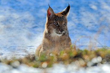 Portrait of Eurasian Lynx on snow in winter