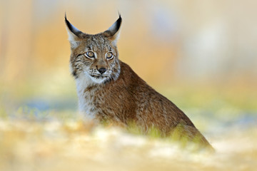 Obraz premium Eurasian Lynx, wild cat on snow meadow in winter