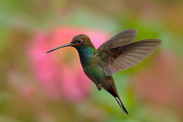 White-tailed Hillstar, Urochroa bougueri, hummingbird in flight before ping flower, Montezuma, Colombia