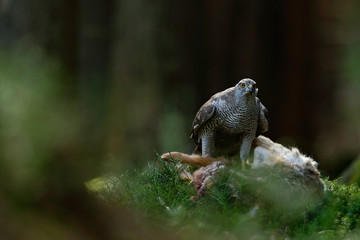 Bird of Prey Goshawk, Accipiter gentilis, feeding kill hare in the forest