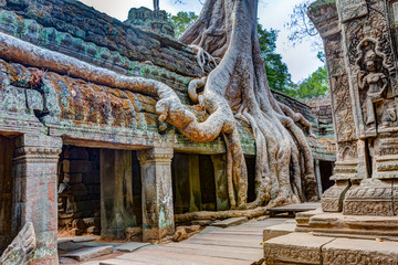 Angkor Wat Cambodia. Ta Prohm Khmer ancient Buddhist temple. - obrazy, fototapety, plakaty
