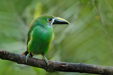 Blue-throated Toucanet, Aulacorhynchus prasinus, green toucan in the nature habitat, Colombia