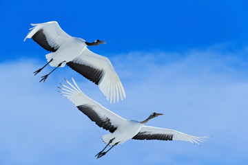 Flying White two birds Red-crowned crane, Grus japonensis, with open wing, blue sky with white...