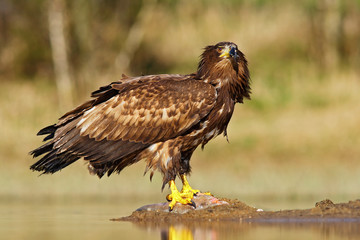 White-tailed Eagle, Haliaeetus albicilla, feeding kill fish in the water, with brown grass in background