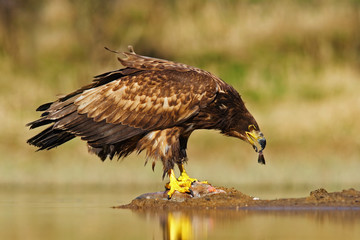 White-tailed Eagle, Haliaeetus albicilla, feeding kill fish in the water, with brown grass in background