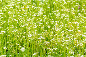 Fototapeta premium Green summer lawn with wild flowers