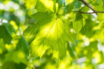 Fototapeta na wymiar Green leaf maple closeup