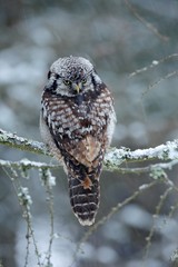 Hawk Owl sitting on the larch in cold snow winter