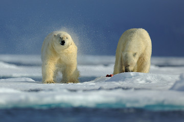 Couple of polar bear on drift ice with snow on Arctic Svalbard