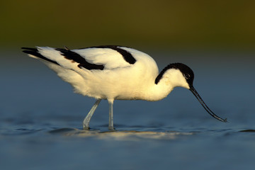 Black and white wader bird Pied Avocet, Recurvirostra avosetta, in blue water, Texel, Holland