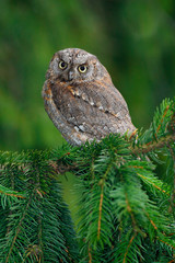 Little bird Scops Owl, Otus scops, sittting on spruce tree