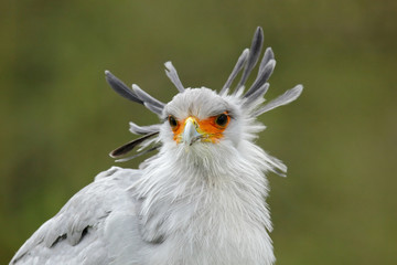 Portrait of nice grey bird of prey Secretary Bird Sagittarius serpentarius, with orange face