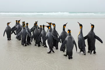 Plexiglas foto achterwand Groep koningspinguïns komt terug van het strand van zee met een blauwe lucht © ondrejprosicky