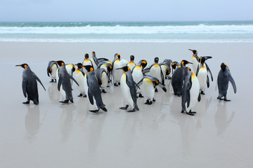 Group of king penguins coming back from the sea on white sand beach with wave a blue sky