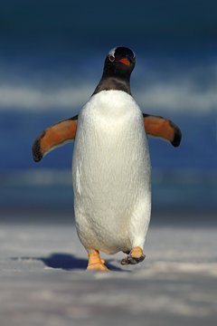 Gentoo penguin jumps out of the blue water ocean to white sand beach while in Falkland Islands