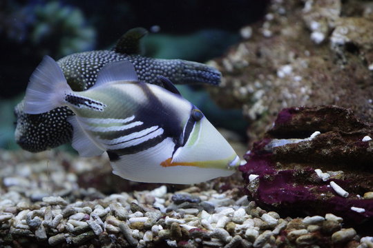 Hum Hum Fish รูปภาพHumuhumu – เลือกดูภาพถ่ายสต็อก เวกเตอร์ และวิดีโอ442 | Adobe Stock