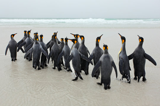 Group of king penguins coming back from sea tu beach with wave a blue sky