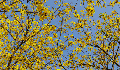 Bloomimg yellow trumpet flower