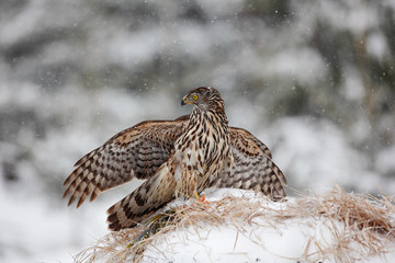 Bird of prey Goshawk kill bird and sitting on the snow meadow with open wings, blurred snowy forest in background