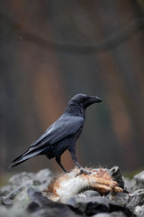 Raven with dead red fox, sitting on the stone, food in the rock