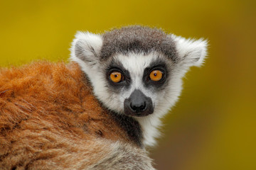 Portrait of Ring-tailed Lemur, Lemur catta, with yellow clear background