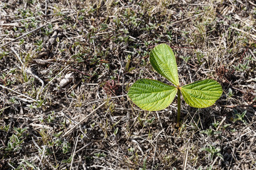 Climbing plant growing on hayseed in summer