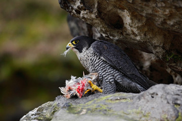 Peregrine Falcon sitting in the rock with catch bird, food on the stone