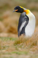 Naklejka premium King penguin, Aptenodytes patagonicus sitting in grass with tilted head, Falkland Islands