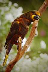 Parrot Brown Lory, Chalcopsitta duivenbodei, West Papua, Indonesia