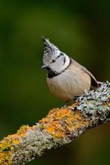 Songbird Crested Tit sitting on beautiful yellow lichen branch with clear green background