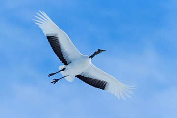 Fototapeta premium Flying White bird Red-crowned crane, Grus japonensis, with open wing, blue sky with white clouds in background, Hokkaido, Japan