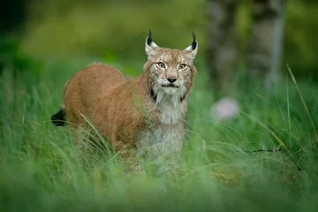 Fotobehang Lynx Big cat Eurasian lynx in the green grass in czech forest  © ondrejprosicky