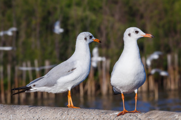 Two brown-headed seagulls