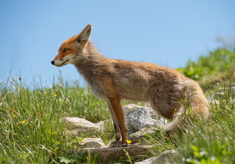 Young red fox standing on rock, with blue sky in background, Slovakia, Europe